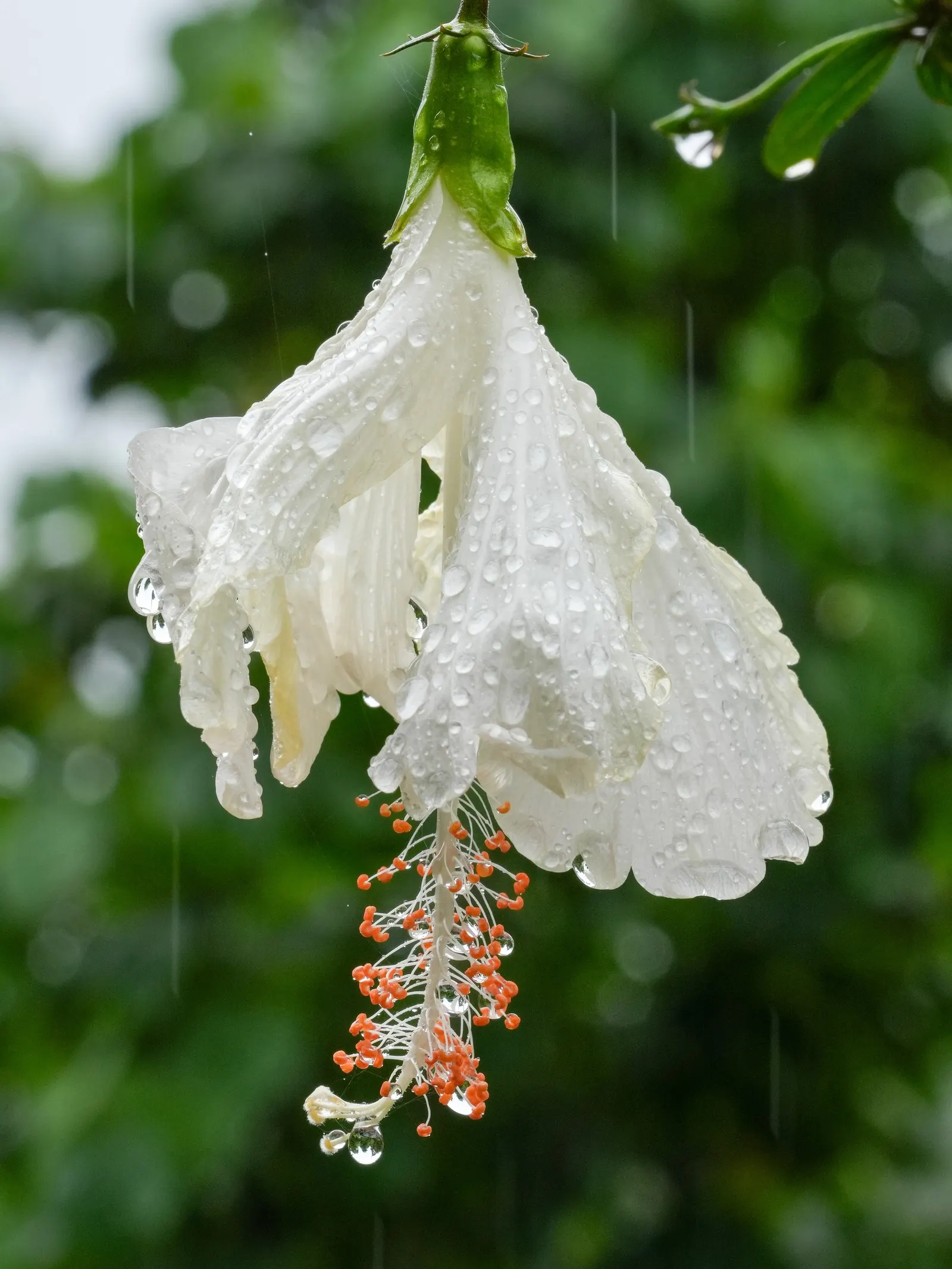 Hibiscus (Hibiscus Rosa-Sinensis 'Kona') — it is crucial to avoid waterlogged conditions; 'Kona' should be planted in well-drained soil and placed in an area