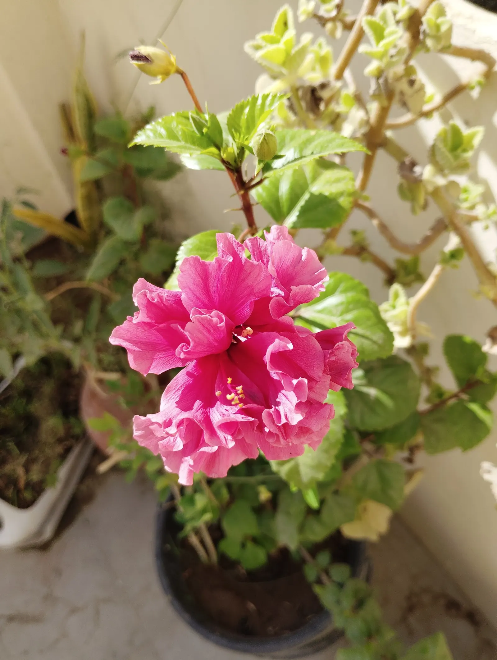 Hibiscus (Hibiscus Rosa-Sinensis 'Kona') — this hibiscus cultivar forms an upright; shrub for full or half