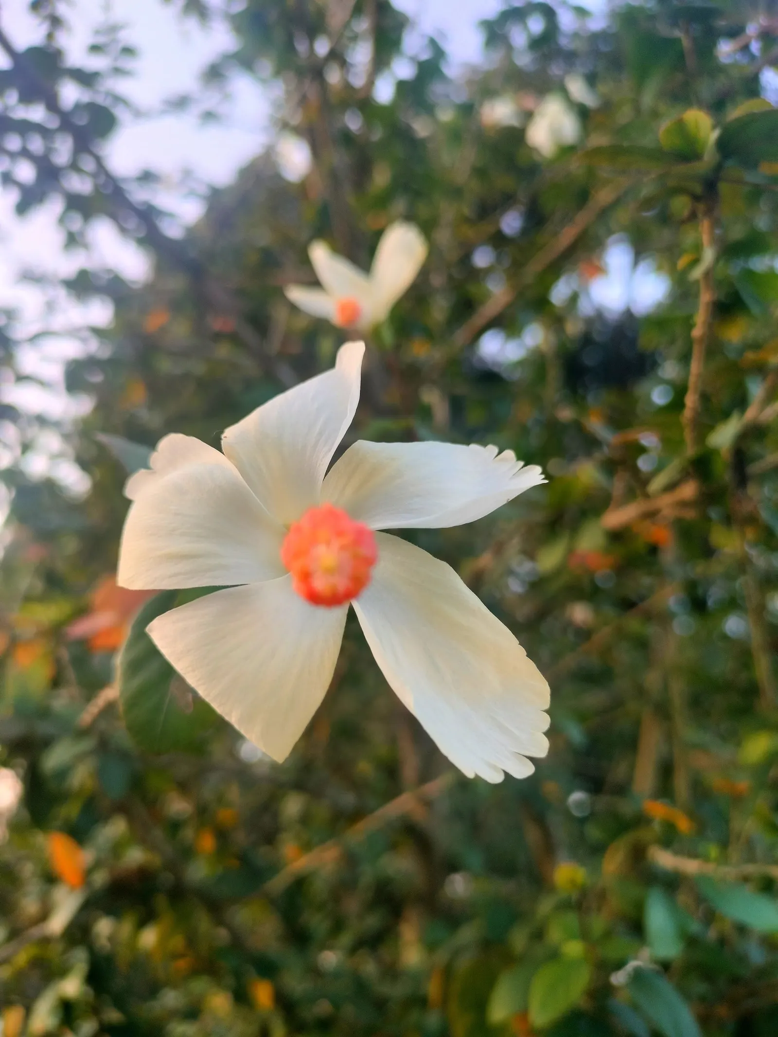 Hibiscus (Hibiscus Rosa-Sinensis 'Kona') — this hibiscus cultivar forms an upright