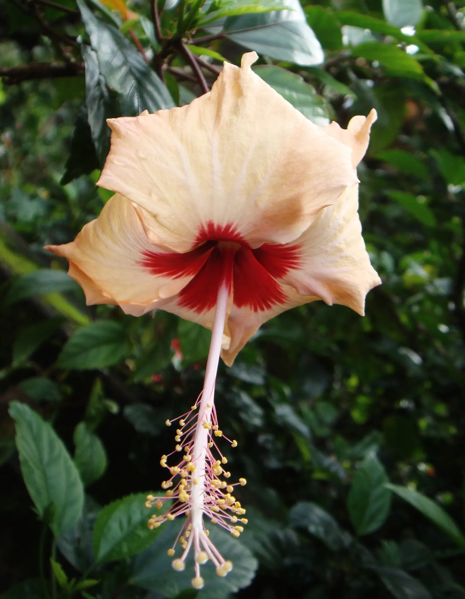 Hibiscus (Hibiscus Rosa-Sinensis 'Kona') — Ideal for a tropical theme, this plant thrives in full sun, reaching 4-8 feet in height and 3-4 feet in, image 57