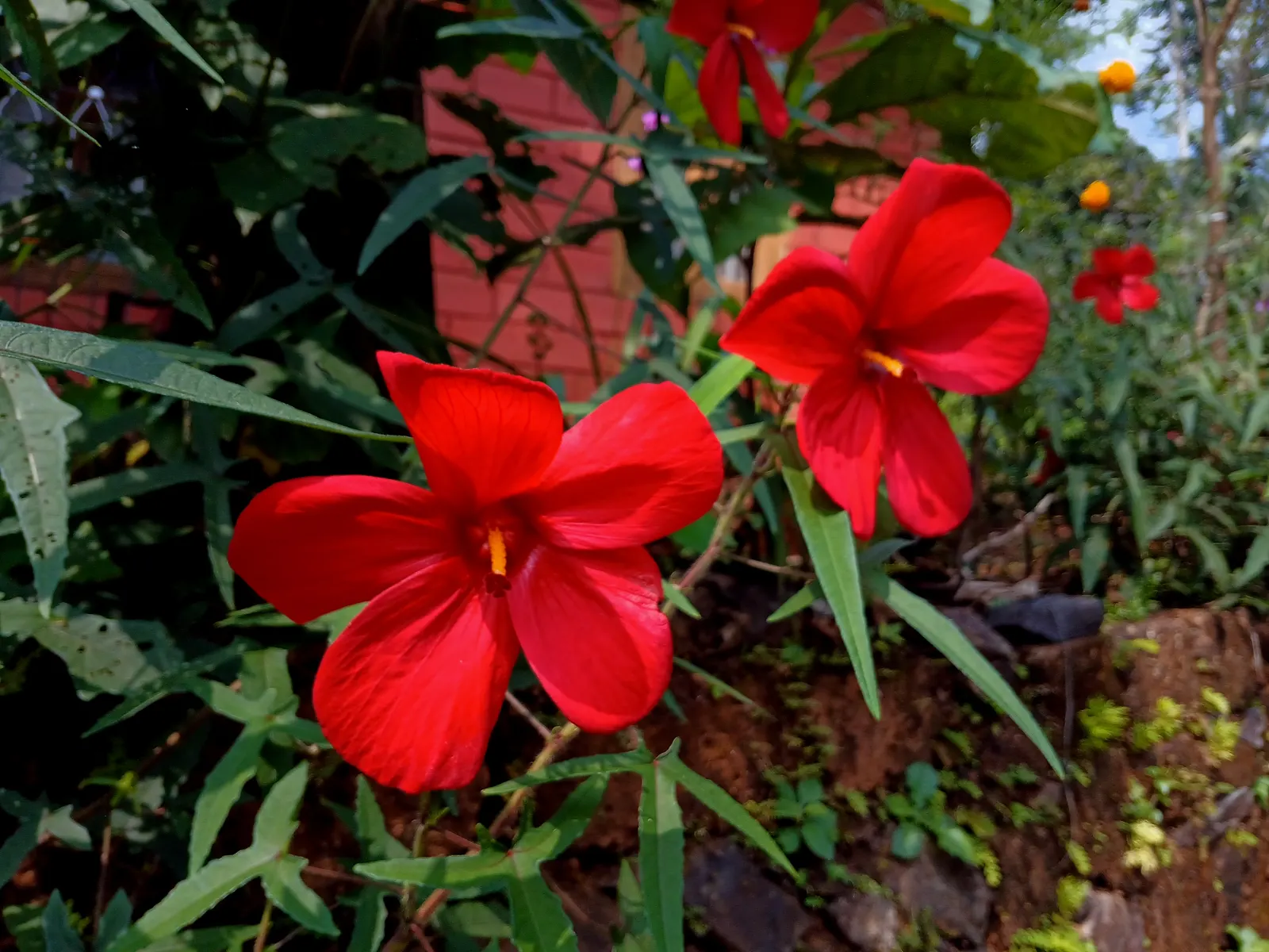 Hibiscus (Hibiscus Rosa-Sinensis 'Kona') — The Hibiscus rosa-sinensis 'Kona' is a vibrantly flowering shrub