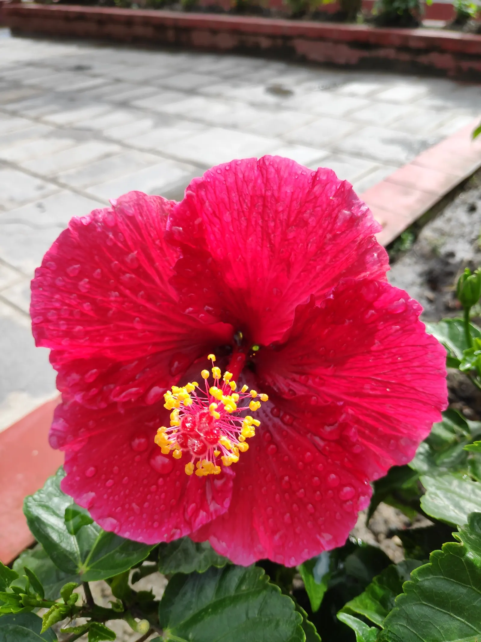 Hibiscus (Hibiscus Rosa-Sinensis 'Kona') — it is crucial to avoid waterlogged conditions