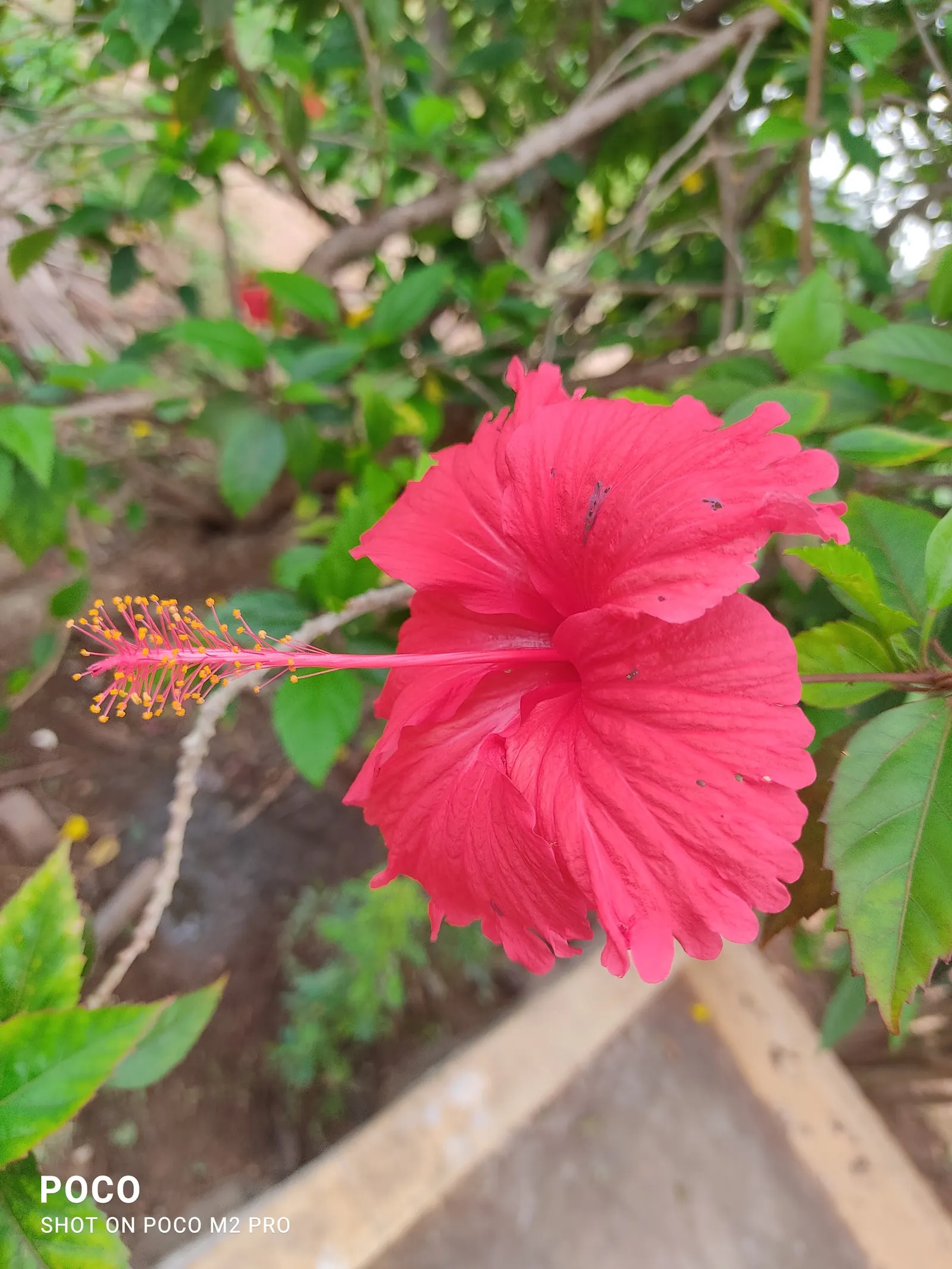 Hibiscus (Hibiscus Rosa-Sinensis 'Kona') — pink flowers in the garden