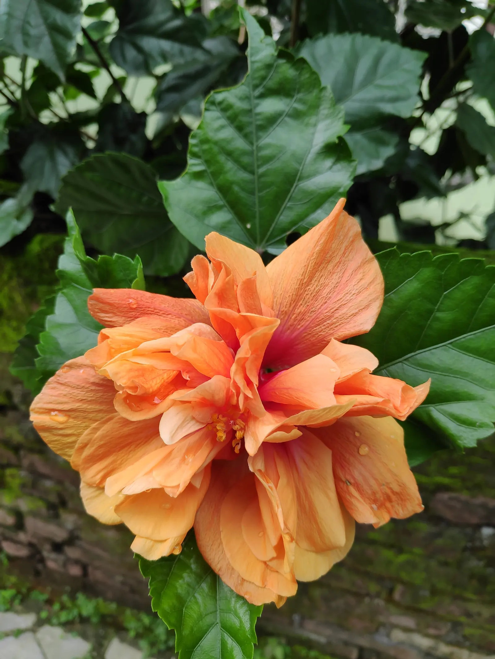 Hibiscus (Hibiscus Rosa-Sinensis 'Kona') — 'Kona' can be used as a perennial or an annual; it's also an excellent choice for containers or as a standout