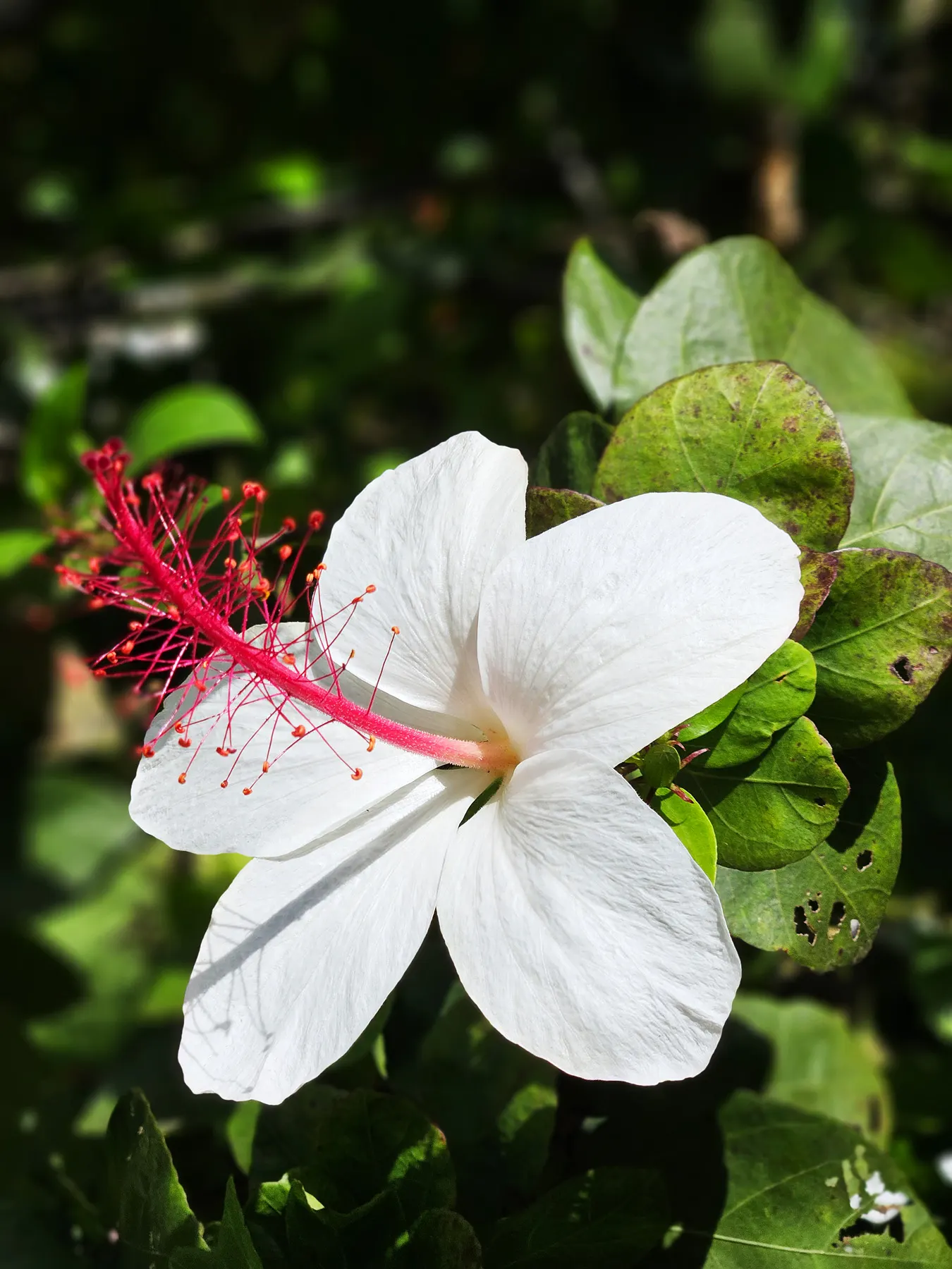 Hibiscus (Hibiscus Rosa-Sinensis 'Kona') — which is where its moniker 'Kona' originates; with a blooming season that extends from spring to fall.<br><br>Hardy