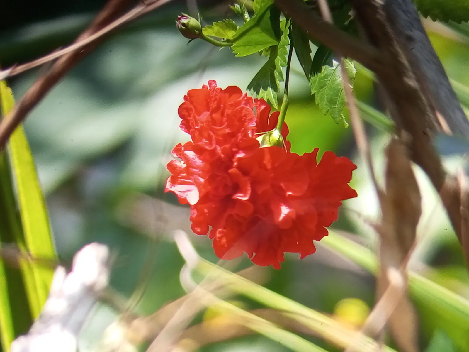 Hibiscus (Hibiscus Rosa-Sinensis 'Kona') — the 'Kona' is suited for warmer regions and can be grown in cooler climates if moved indoors during the winter; this