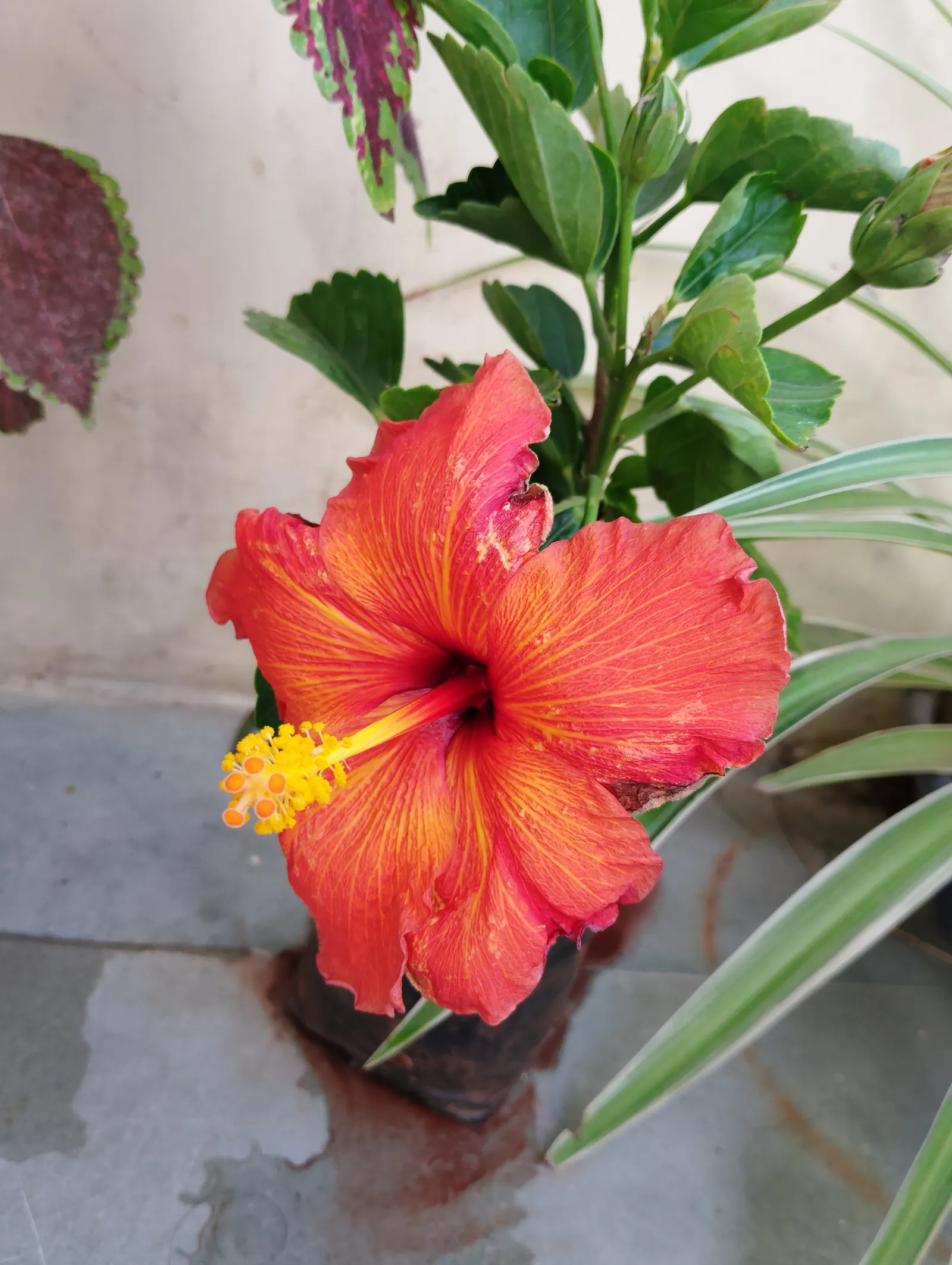 Hibiscus (Hibiscus Rosa-Sinensis 'Kona') — widely acclaimed for its lush