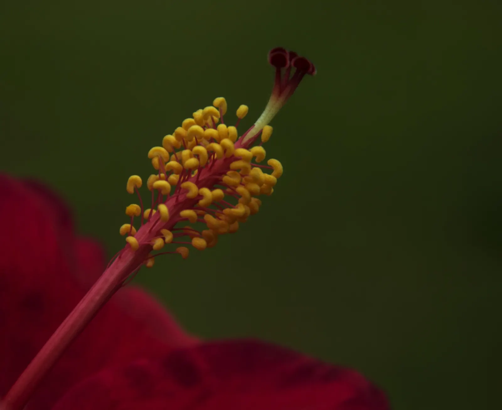 Hibiscus (Hibiscus Rosa-Sinensis 'Kona') — Hibiscus rosa-sinensis 'Kona' is a vibrant evergreen shrub; prefers well-drained soil and moderate watering