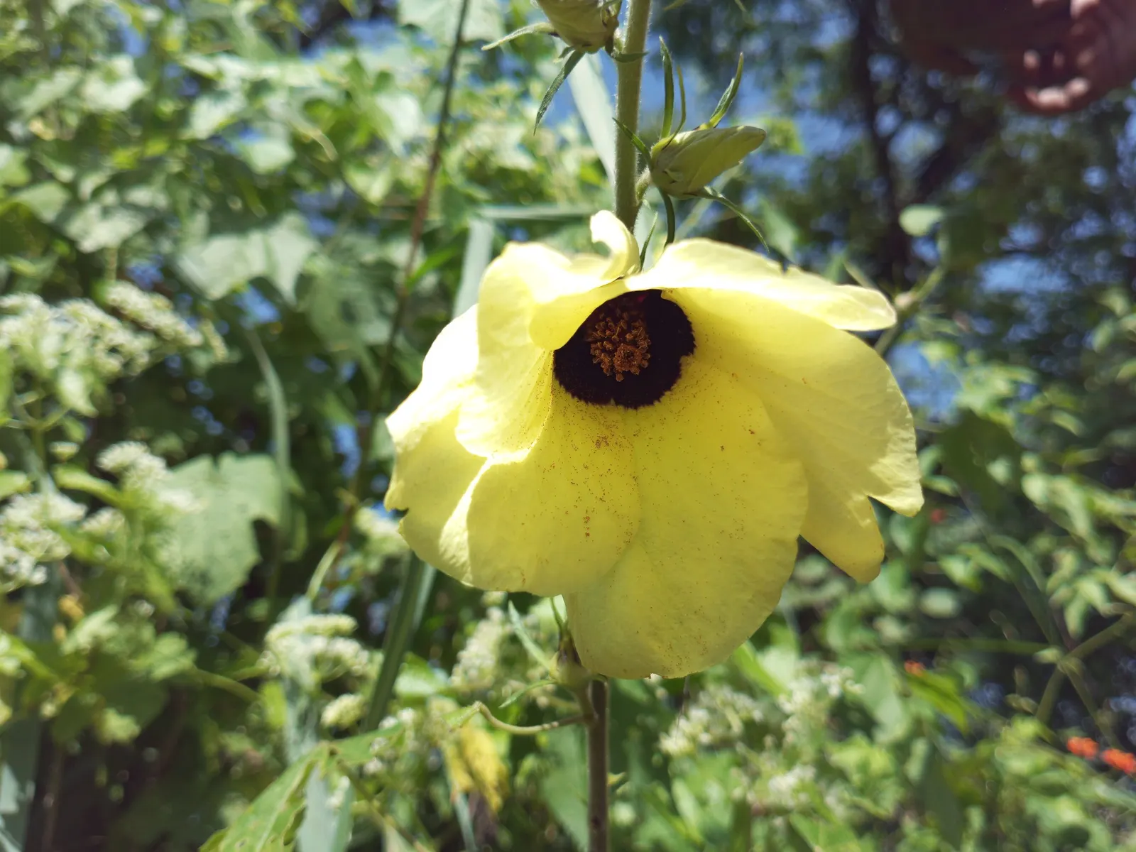 Hibiscus (Hibiscus Rosa-Sinensis 'Kona') — which can grow up to 6 inches long, image 41