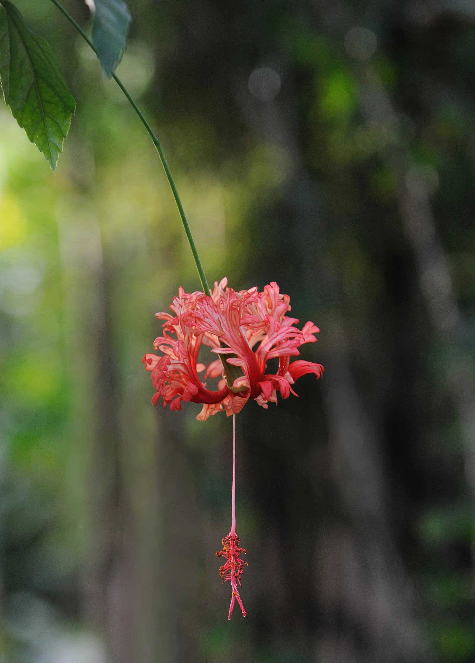 Hibiscus (Hibiscus Rosa-Sinensis 'Kona') — pink flowers in the garden; resembling the fiery hues of a Hawaiian sunset