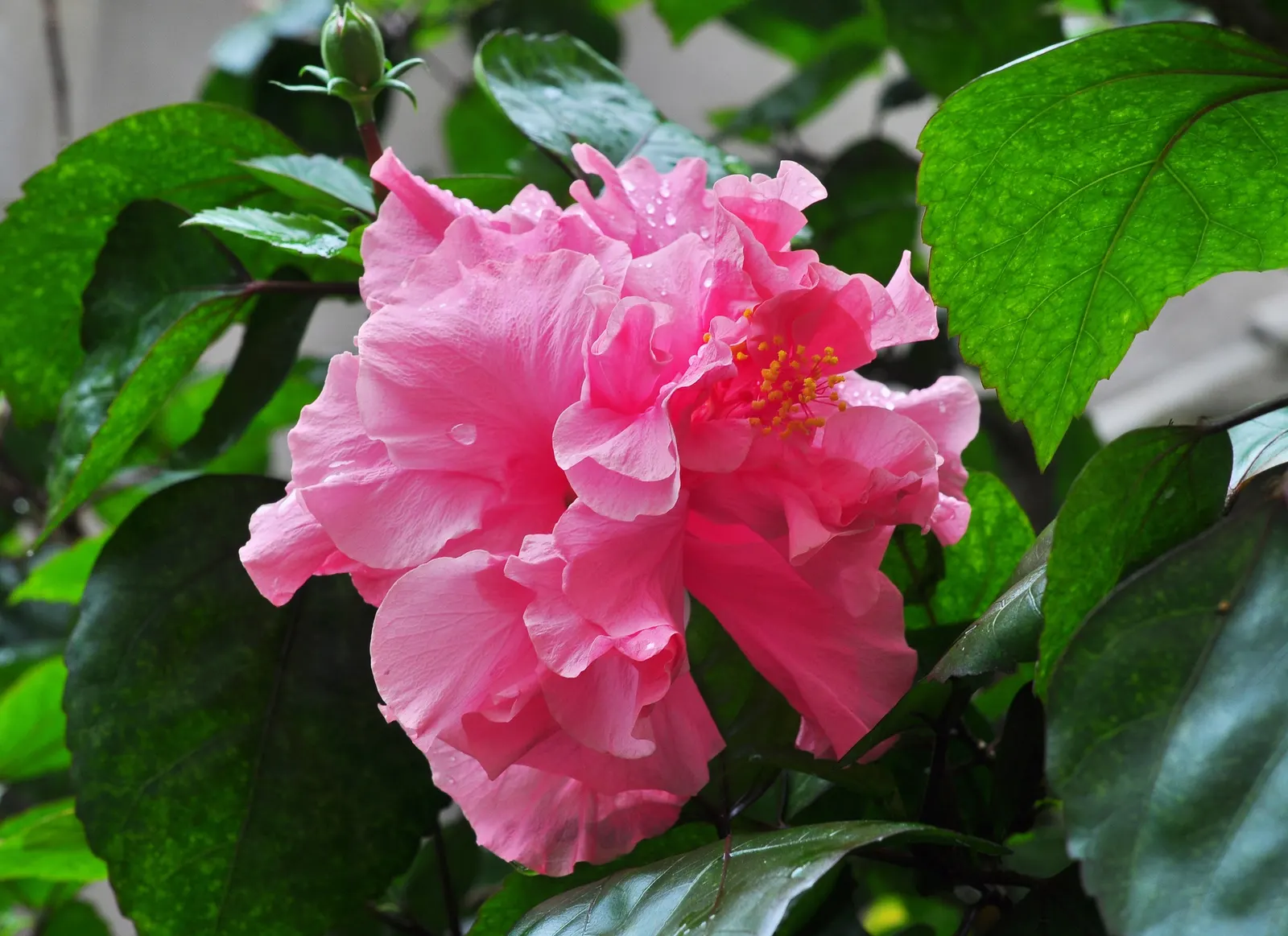 Hibiscus (Hibiscus Rosa-Sinensis 'Kona') — exquisite flowers that blossom in intense crimson
