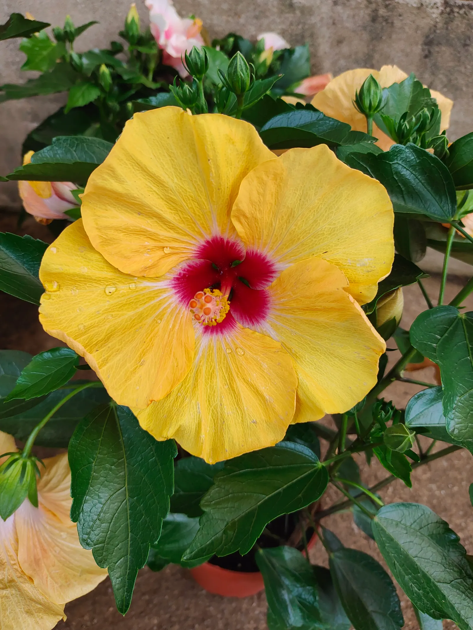 Hibiscus (Hibiscus Rosa-Sinensis 'Kona') — shrub for full or half; emphasize its easy maintenance and grandeur that will elevate the aesthetics of their garden