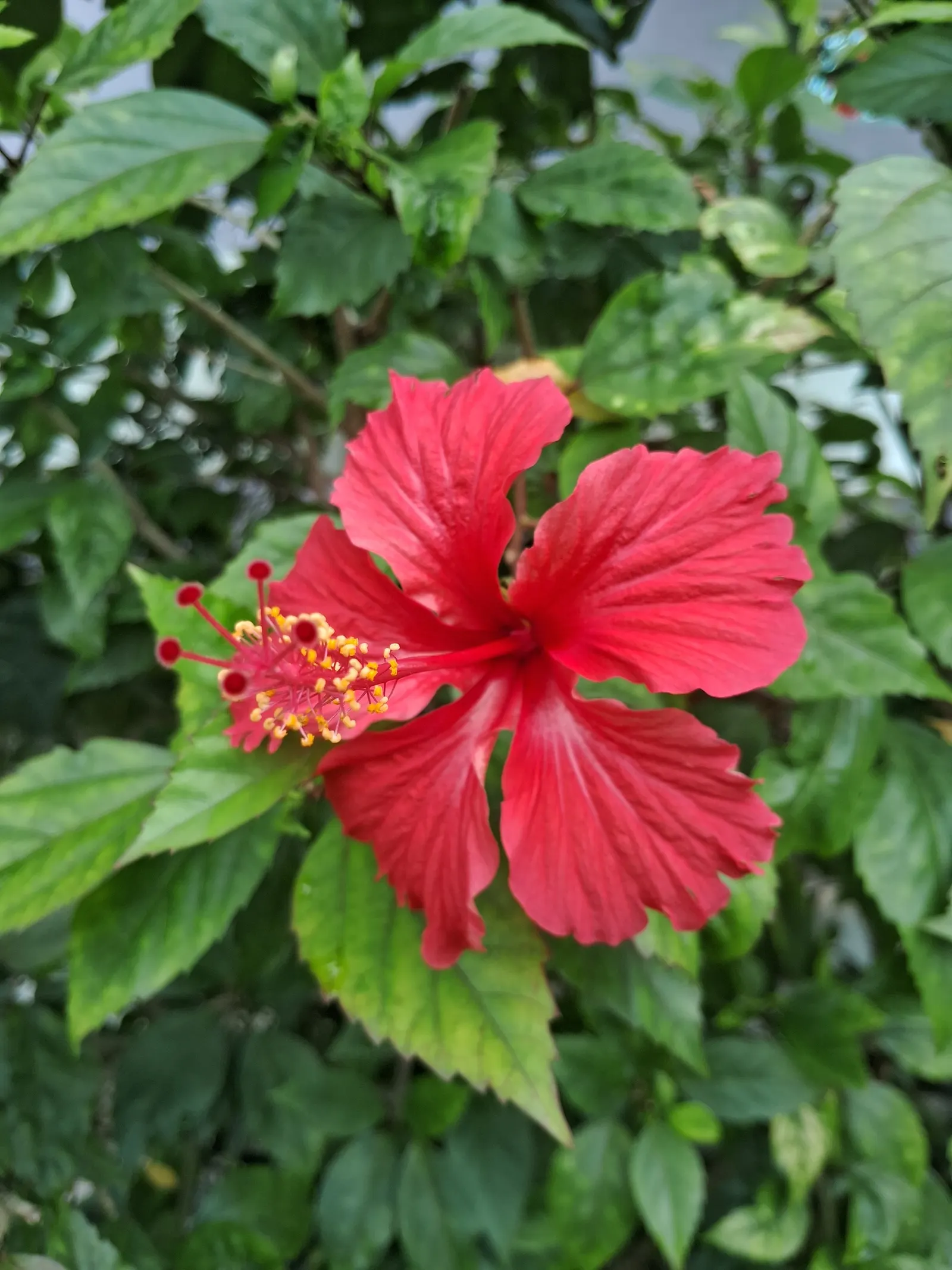 Hibiscus (Hibiscus Rosa-Sinensis 'Kona') — Ideal for a tropical theme, this plant thrives in full sun, reaching 4-8 feet in height and 3-4 feet in width