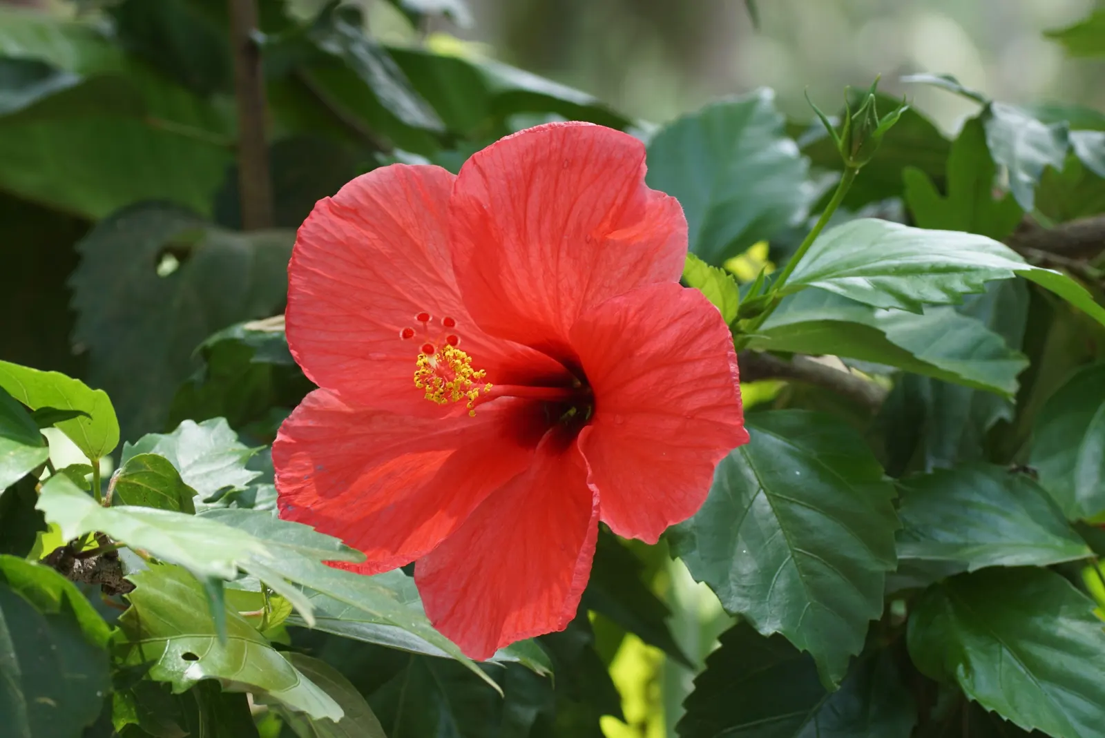 Hibiscus (Hibiscus Rosa-Sinensis 'Kona') — It's also an excellent choice for containers or as a standout specimen in mixed borders; regular watering is