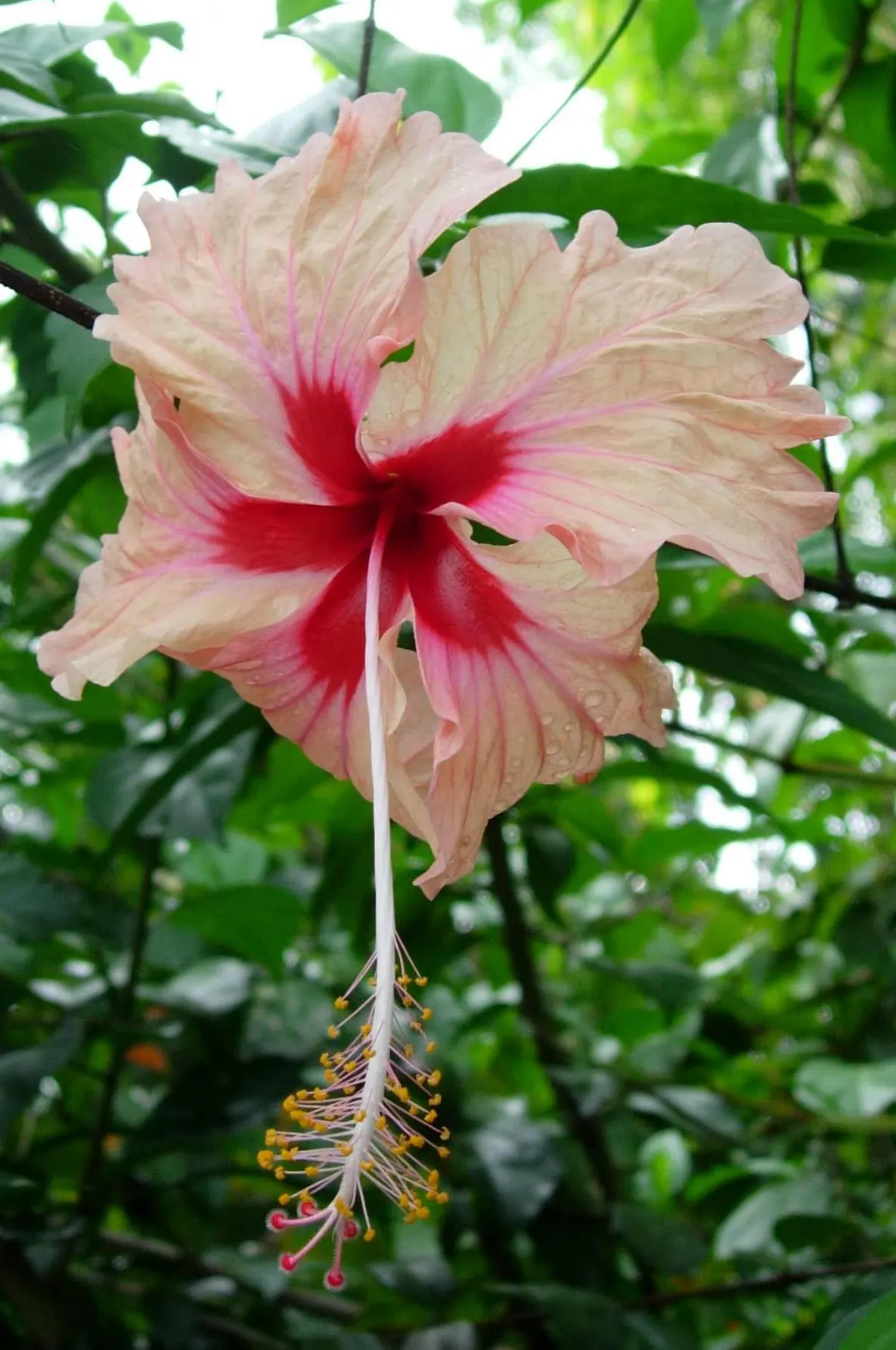 Hibiscus (Hibiscus Rosa-Sinensis 'Kona') — 'Kona' should be planted in well-drained soil and placed in an area that receives full sun to light shade; the