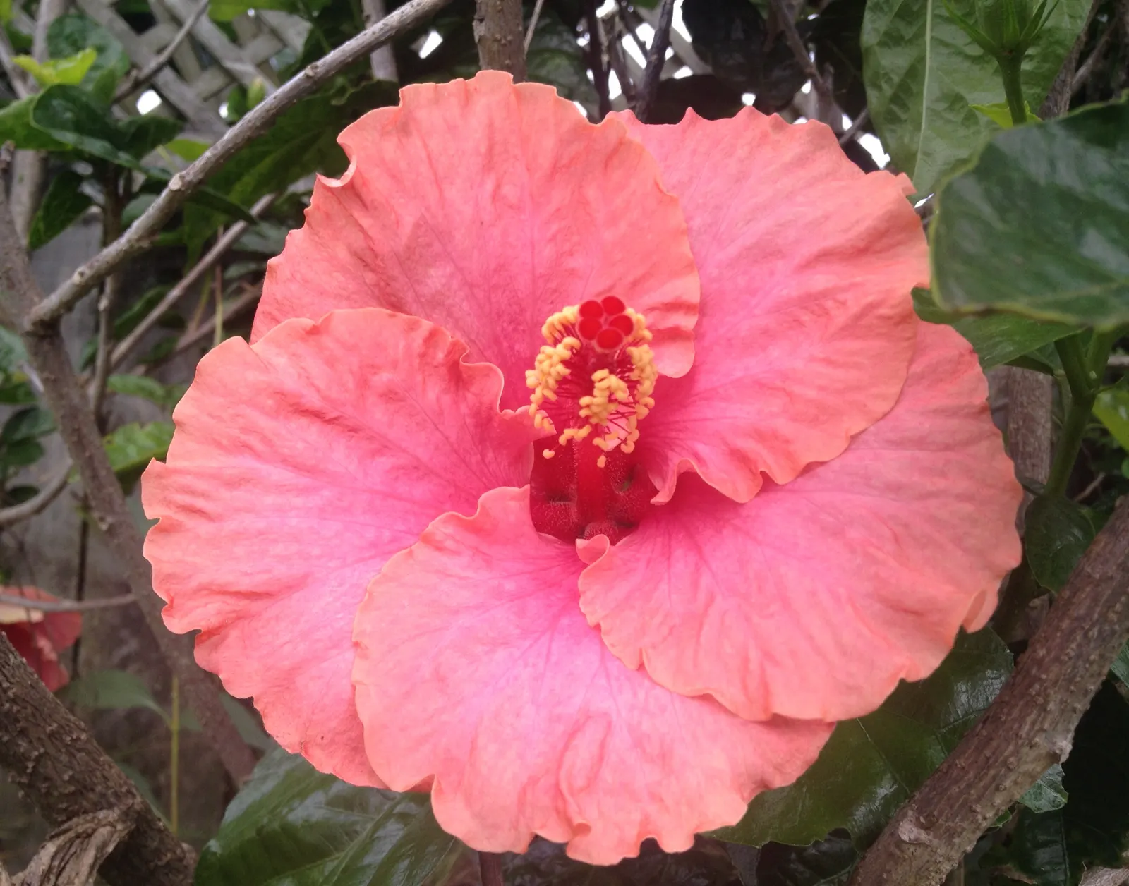 Hibiscus (Hibiscus Rosa-Sinensis 'Kona') — It's also an excellent choice for containers or as a standout specimen in mixed borders