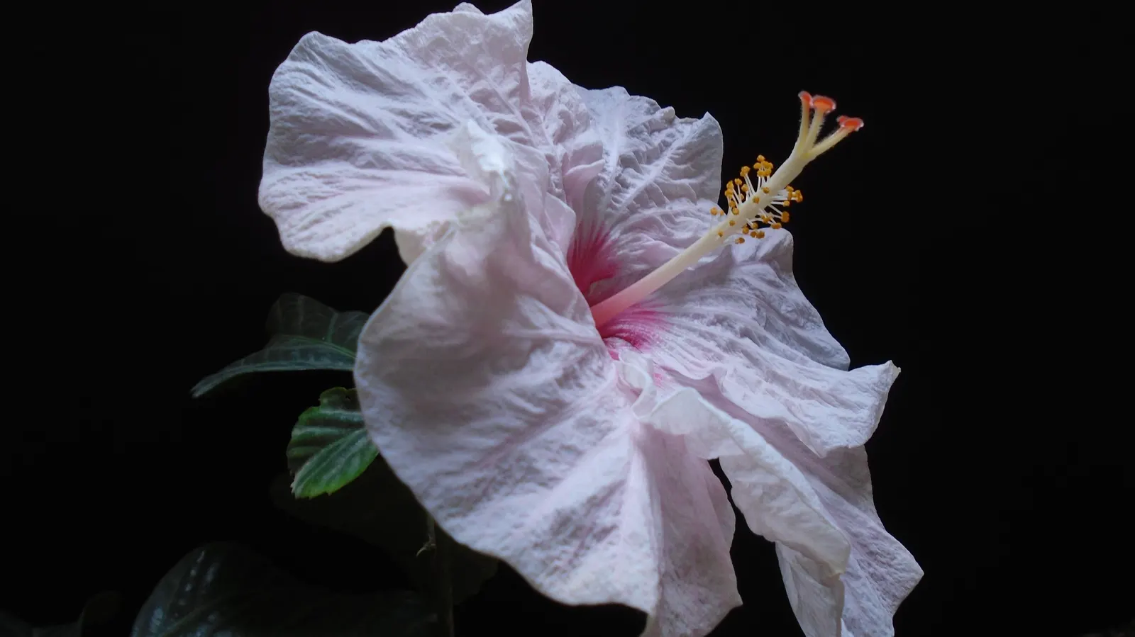 Hibiscus (Hibiscus Rosa-Sinensis 'Kona') — 'Kona' should be planted in well-drained soil and placed in an area that receives full sun to light shade