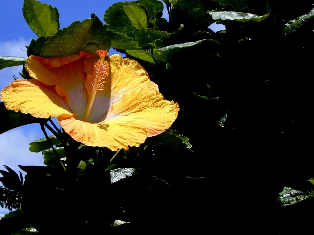 Hibiscus (Hibiscus Rosa-Sinensis 'Kona') — shrub with pink blooms; particularly in the warmer months; however