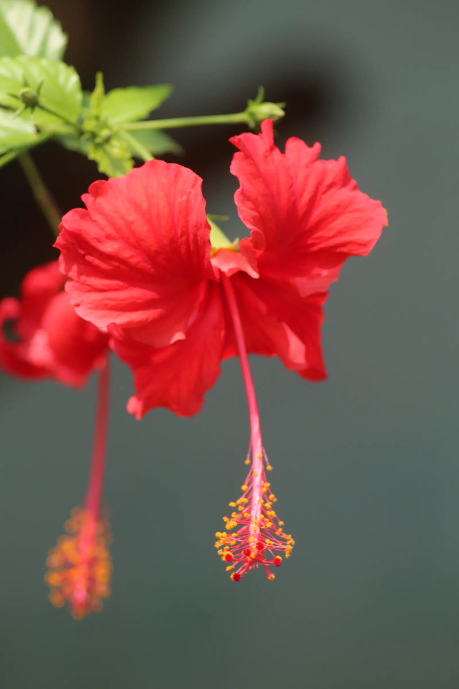 Hibiscus (Hibiscus Rosa-Sinensis 'Kona') — exquisite flowers that blossom in intense crimson; which is where its moniker 'Kona' originates, image 56