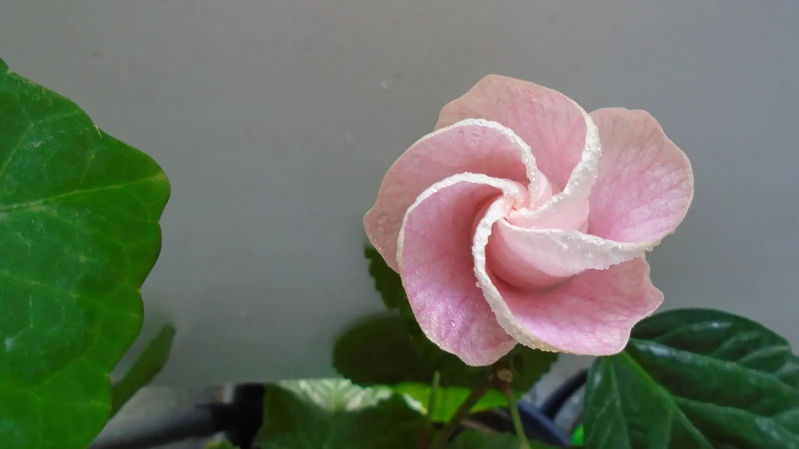 Hibiscus (Hibiscus Rosa-Sinensis 'Kona') — bushy silhouette that provides both privacy and aesthetic appeal; widely acclaimed for its lush