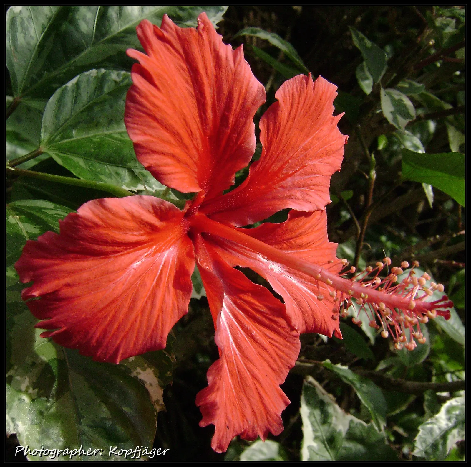 Hibiscus (Hibiscus Rosa-Sinensis 'Kona') — When informing clients about the 'Kona'