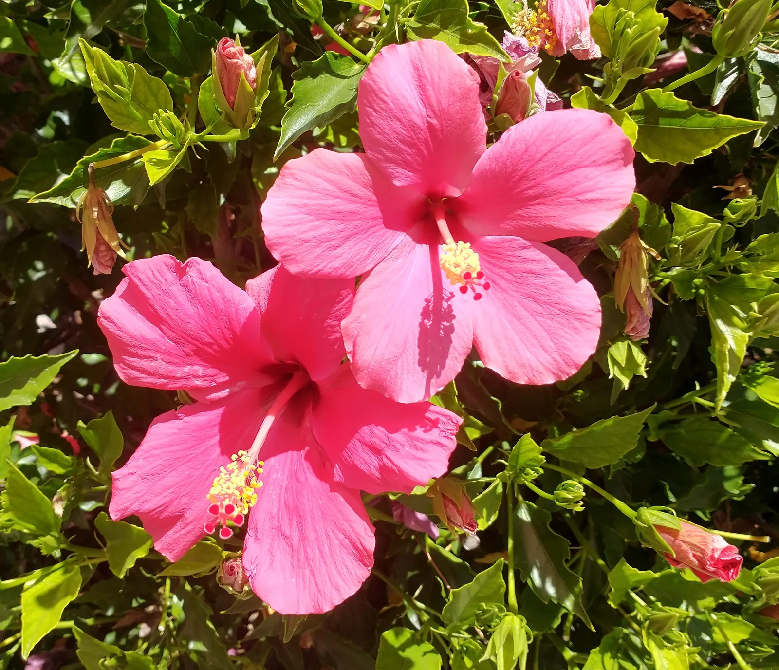 Hibiscus (Hibiscus Rosa-Sinensis 'Kona') — widely acclaimed for its lush; 'Kona' can be used as a perennial or an annual