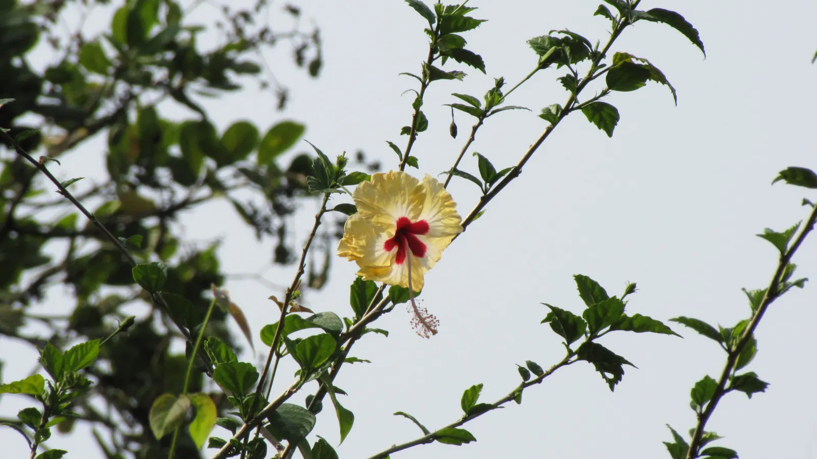 Hibiscus (Hibiscus Rosa-Sinensis 'Kona') — Prefers well-drained soil and moderate watering; pink flowers in the garden