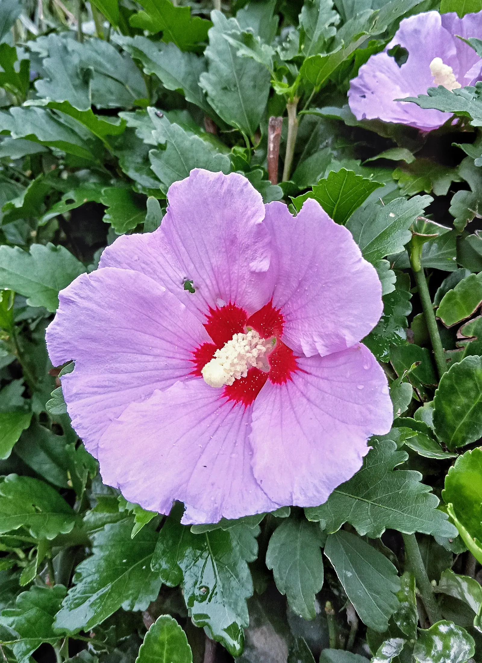 Hibiscus (Hibiscus Rosa-Sinensis 'Kona') — When informing clients about the 'Kona', image 50