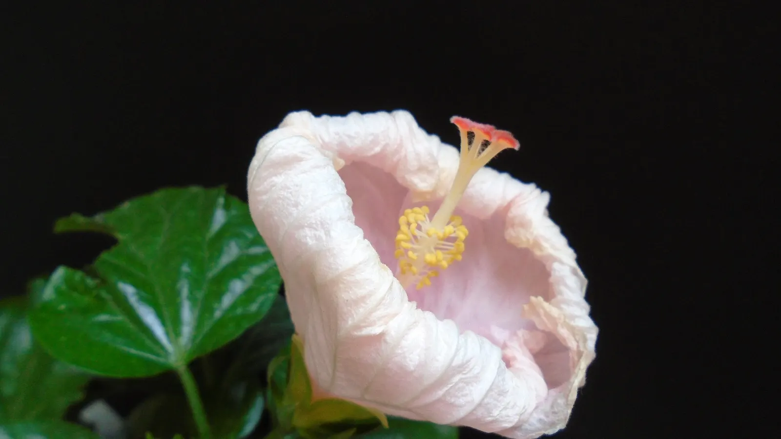Hibiscus (Hibiscus Rosa-Sinensis 'Kona') — shrub for full or half