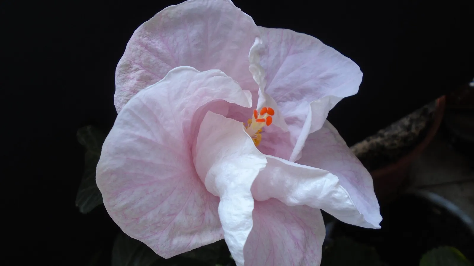 Hibiscus (Hibiscus Rosa-Sinensis 'Kona') — bushy silhouette that provides both privacy and aesthetic appeal