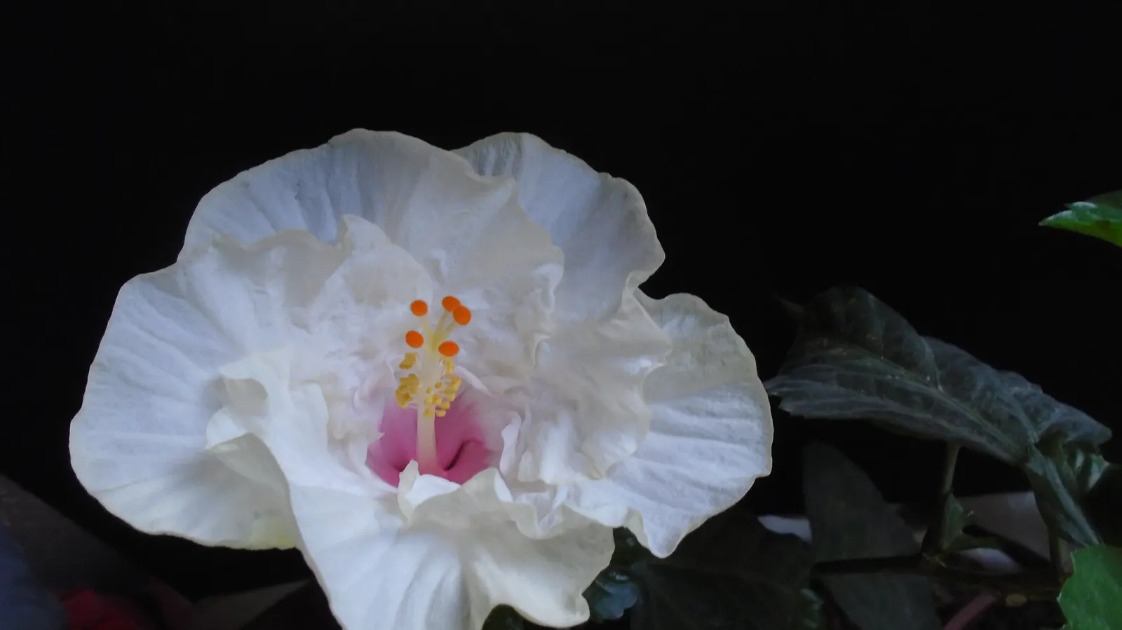 Hibiscus (Hibiscus Rosa-Sinensis 'Kona') — particularly in the warmer months; however