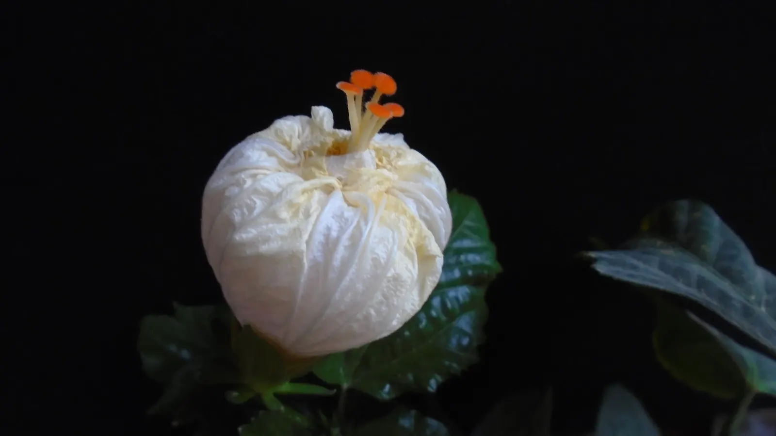 Hibiscus (Hibiscus Rosa-Sinensis 'Kona') — resembling the fiery hues of a Hawaiian sunset