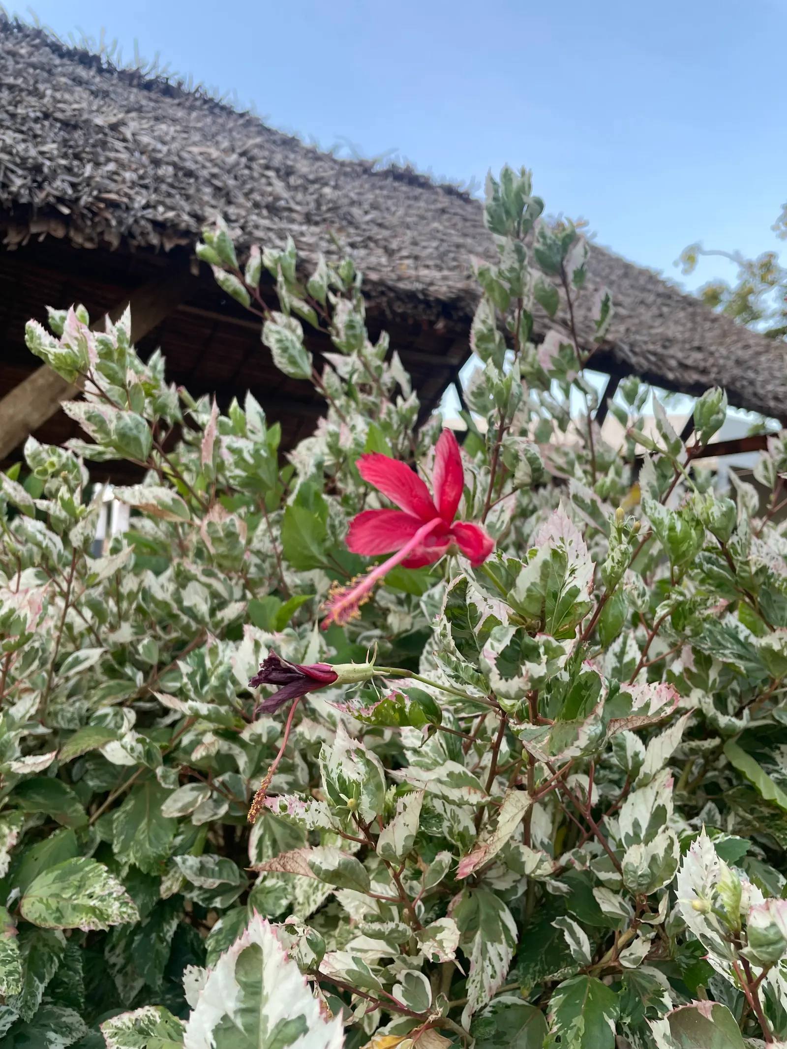 Hibiscus (Hibiscus Rosa-Sinensis 'Kona') — Prefers well-drained soil and moderate watering