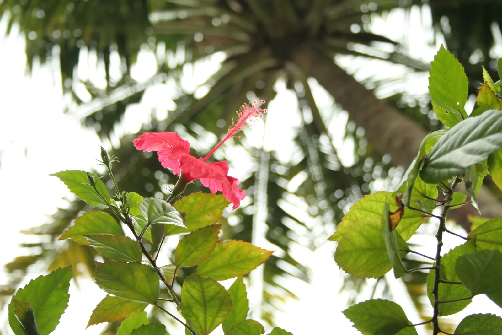 Hibiscus (Hibiscus Rosa-Sinensis 'Kona') — particularly in the warmer months; however; showy blossoms that impart a tropical flair to any landscape design