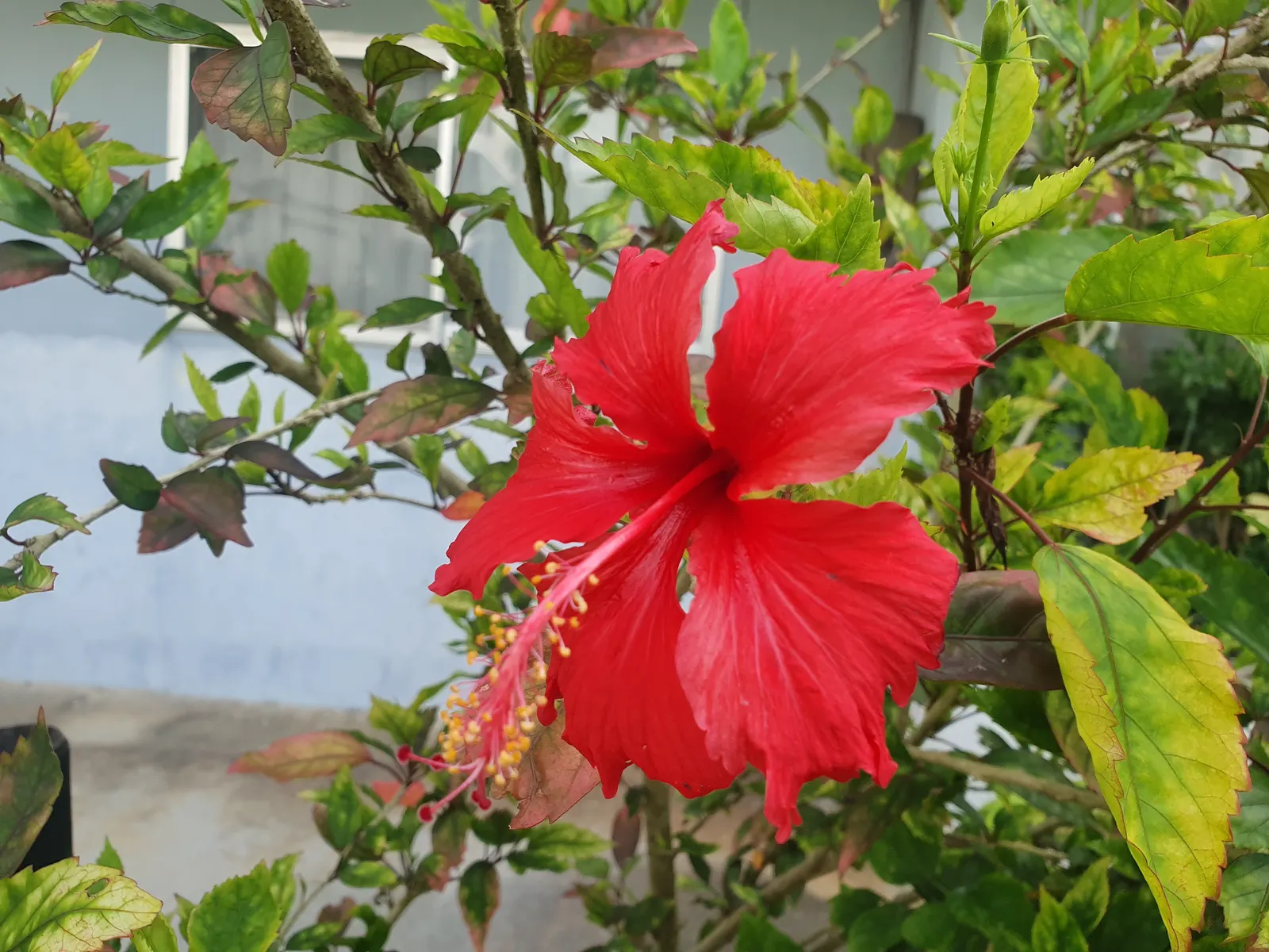 Hibiscus (Hibiscus Rosa-Sinensis 'Kona') — 'Kona' can be used as a perennial or an annual