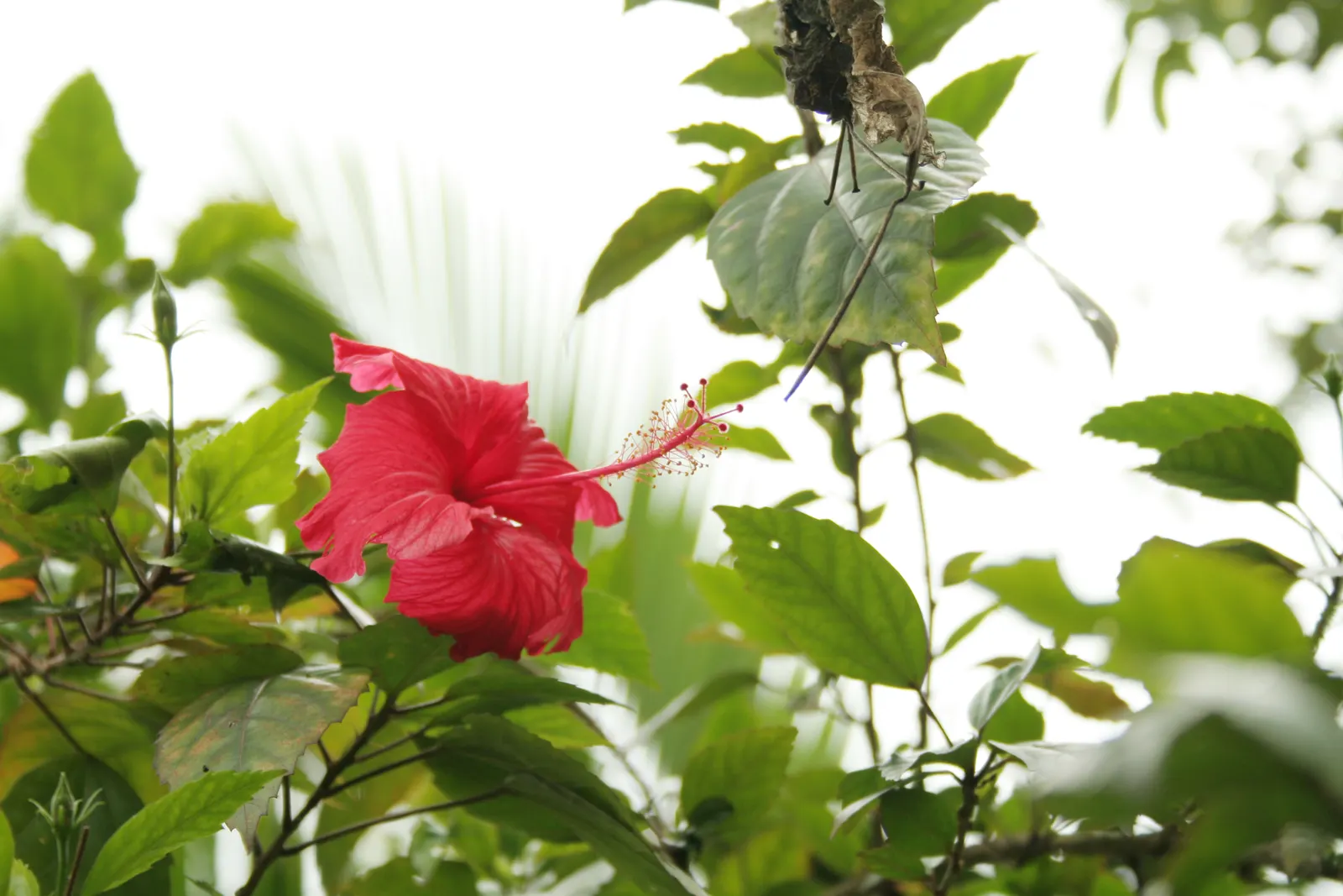 Hibiscus (Hibiscus Rosa-Sinensis 'Kona') — showy blossoms that impart a tropical flair to any landscape design; shrub with pink blooms