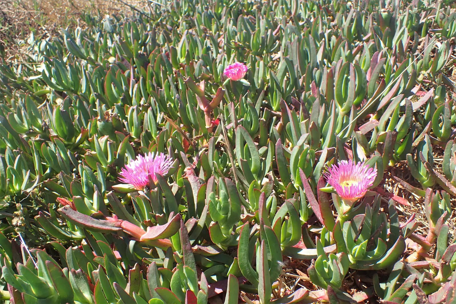 Hottentot Fig (Carpobrotus Edulis) — commonly known as the Hottentot Fig or Ice Plant