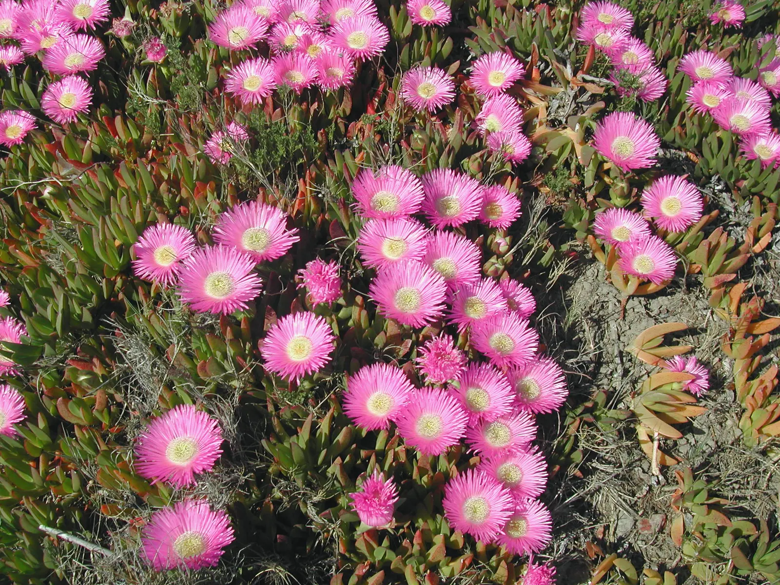 Hottentot Fig (Carpobrotus Edulis) — A hardy and resilient plant, it thrives in USDA hardiness zones 9-11