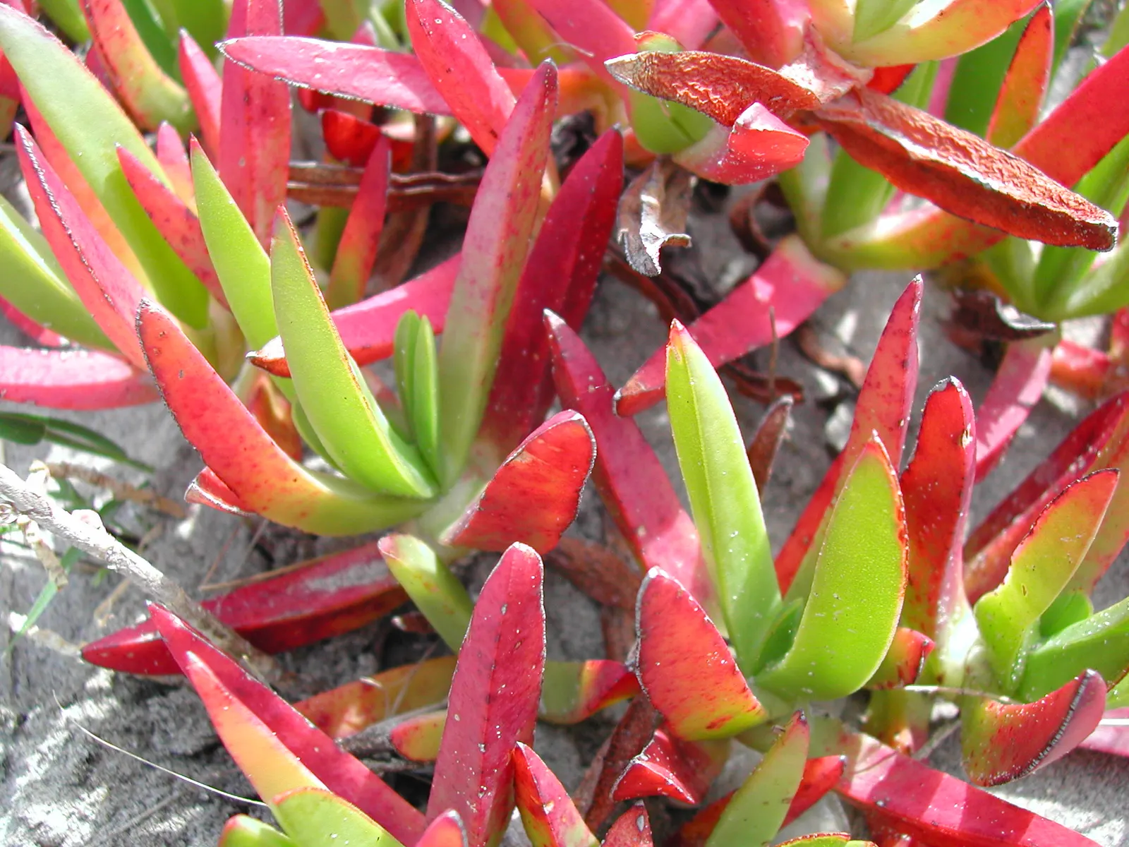 Hottentot Fig (Carpobrotus Edulis) — is a sprawling succulent that hails from the South African coast
