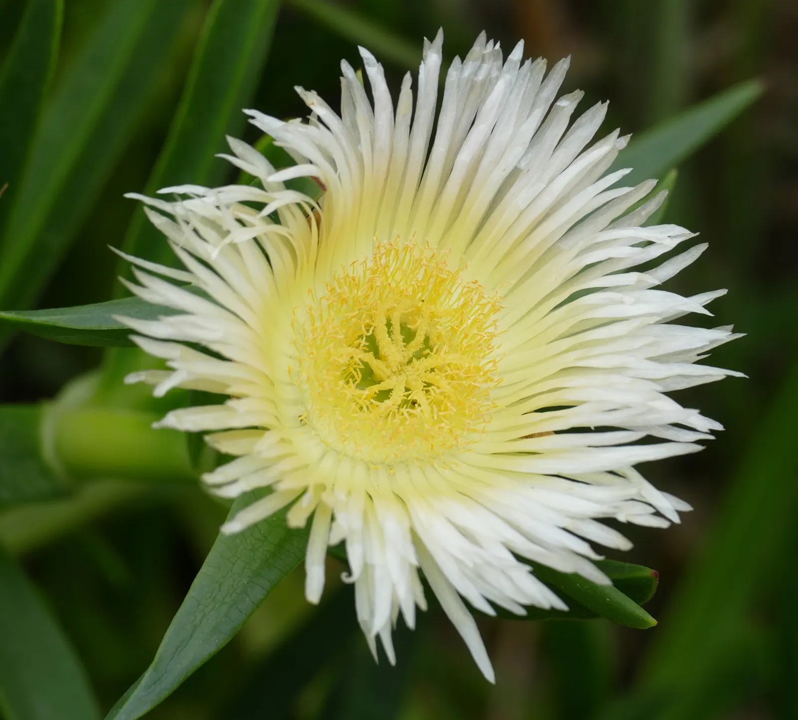 Hottentot Fig (Carpobrotus Edulis) — The Hottentot Fig is known for its ability to form dense mats spread across an astonishing 6 to 8 feet