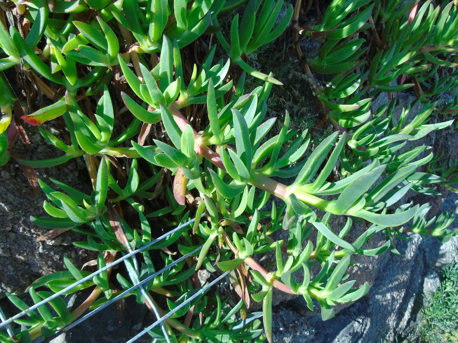 Hottentot Fig (Carpobrotus Edulis) — with individual plants standing about 18 inches high