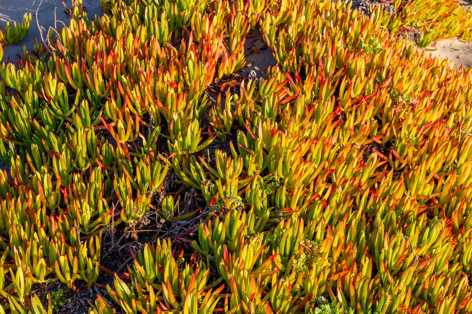 Hottentot Fig (Carpobrotus Edulis) — Its fleshy triangular leaves add texture to coastal landscapes