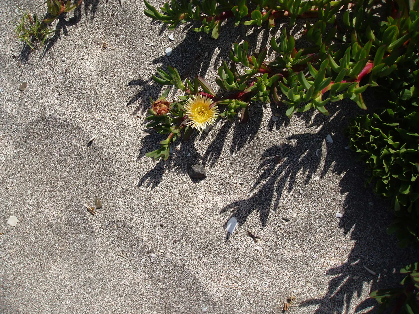 Hottentot Fig (Carpobrotus Edulis) — is a ground-hugging succulent with vibrant daisy-like flowers spanning up to 4 inches wide
