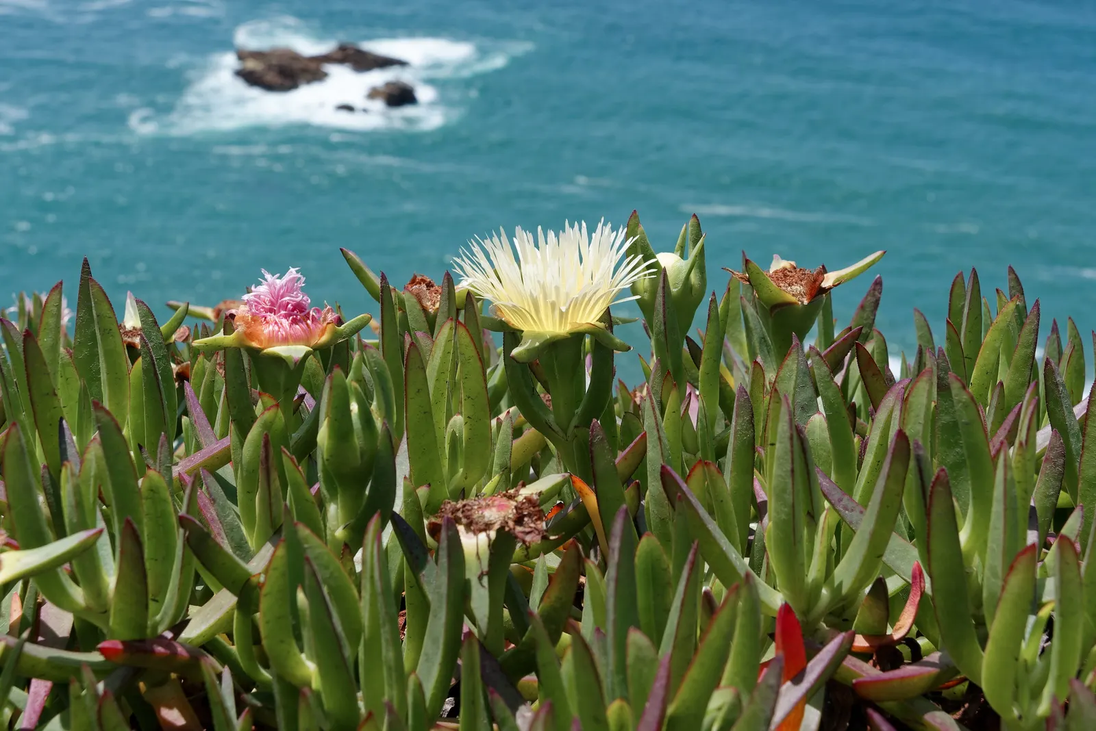 Hottentot Fig (Carpobrotus Edulis) — triangular leaves are a distinguishing characteristic