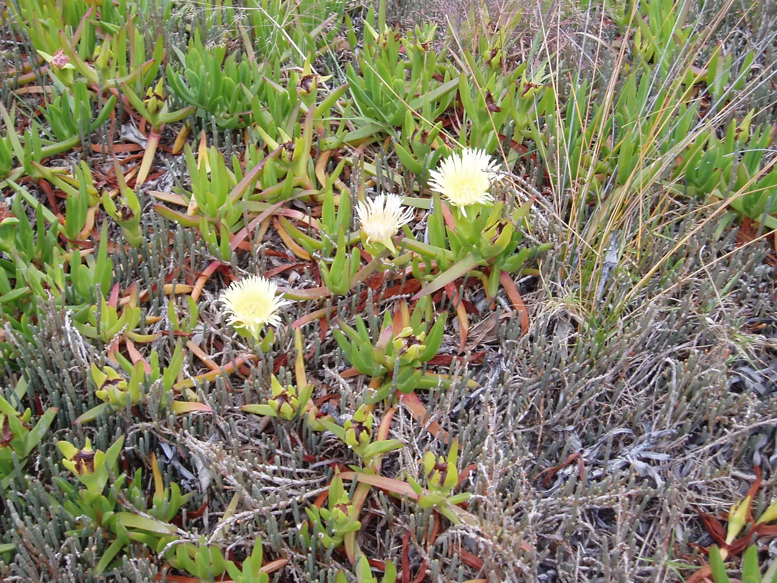 Hottentot Fig (Carpobrotus Edulis) — it reaches 6 to 12 inches tall and spreads 2 to 5 feet