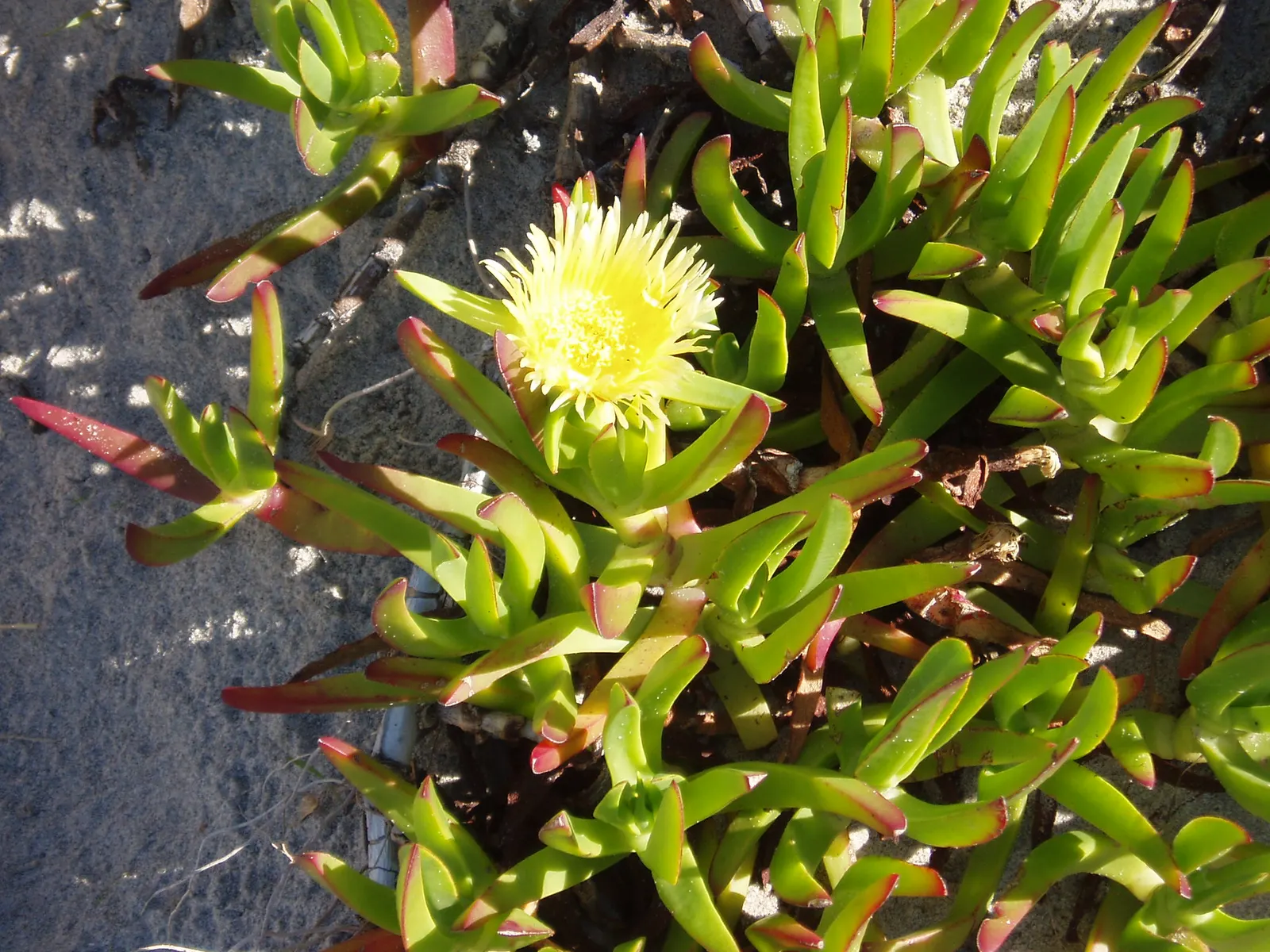 Hottentot Fig (Carpobrotus Edulis) — Native to South Africa, this perennial is ideal for growing in USDA zones 9-11 and flourishes in full sun