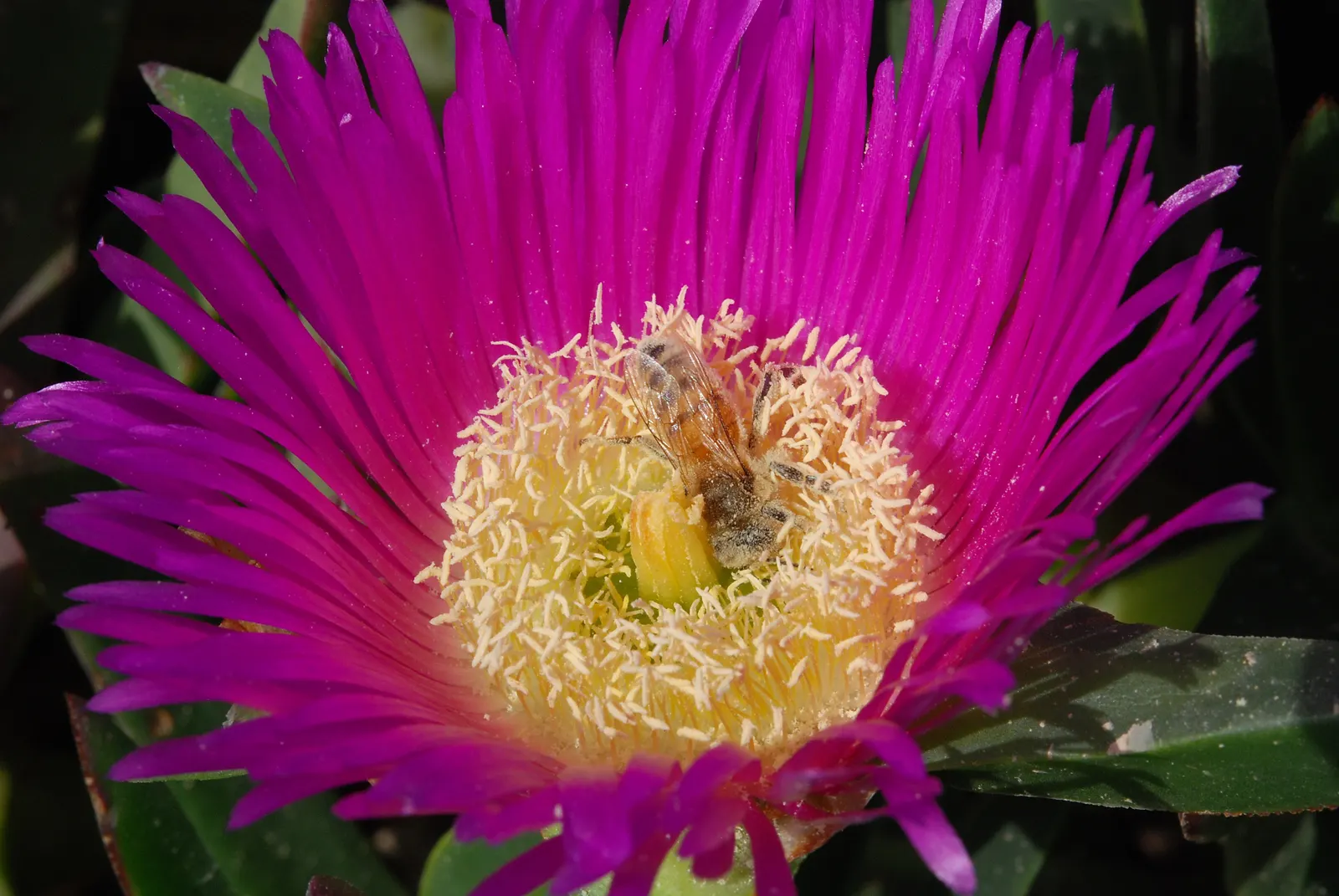 Hottentot Fig (Carpobrotus Edulis) — requiring minimal water once established