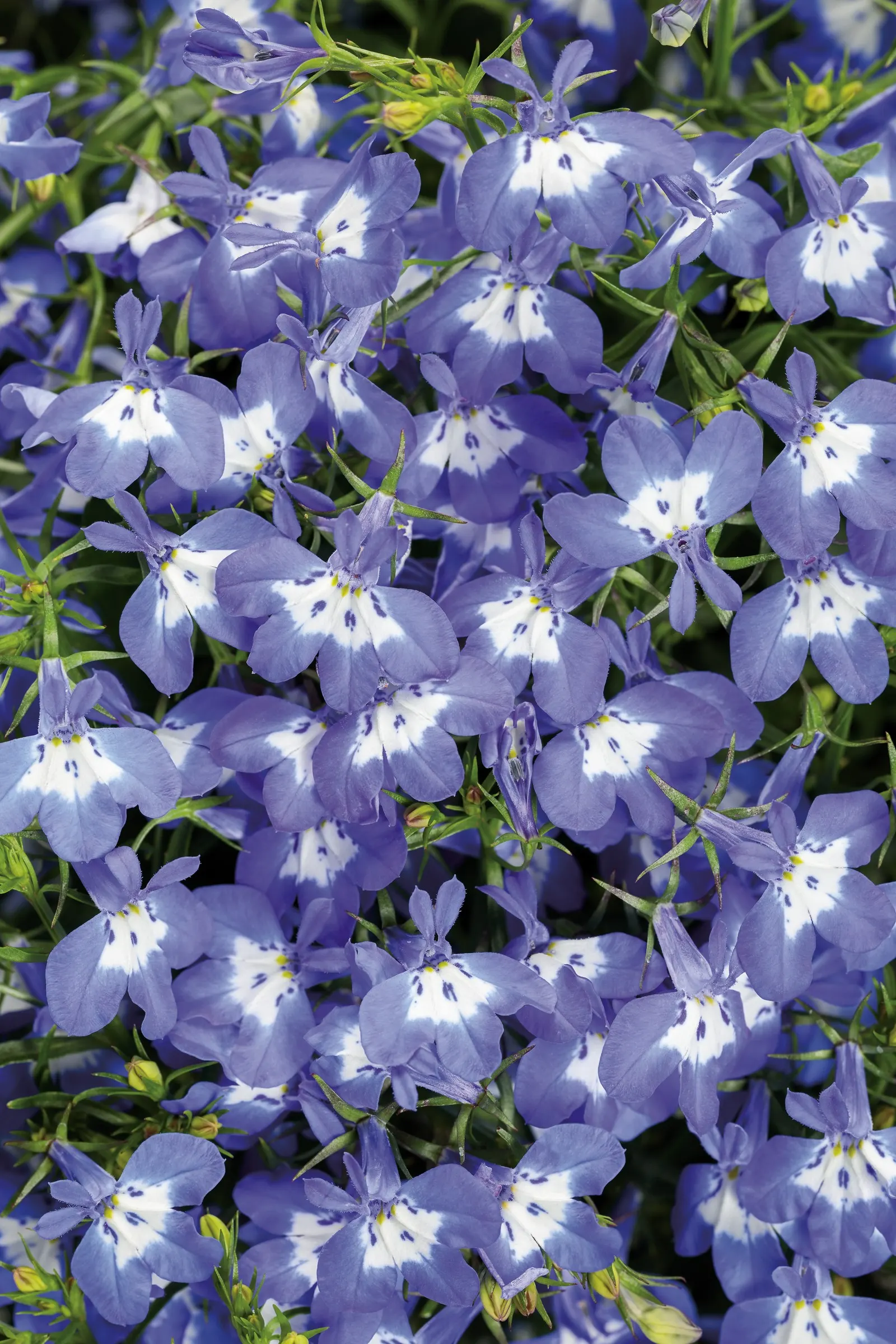 Royale Blue Pearl Lobelia (Lobelia erinus) — commonly referred to as Royale Blue Pearl Lobelia