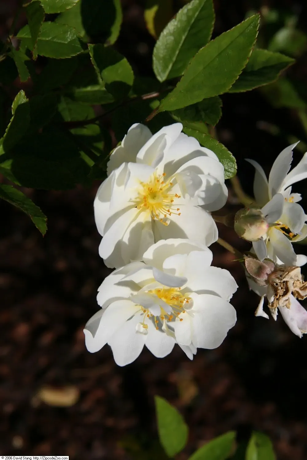 Popcorn Rose (Rosa 'Popcorn') — Prefers full sun and well-draining soil