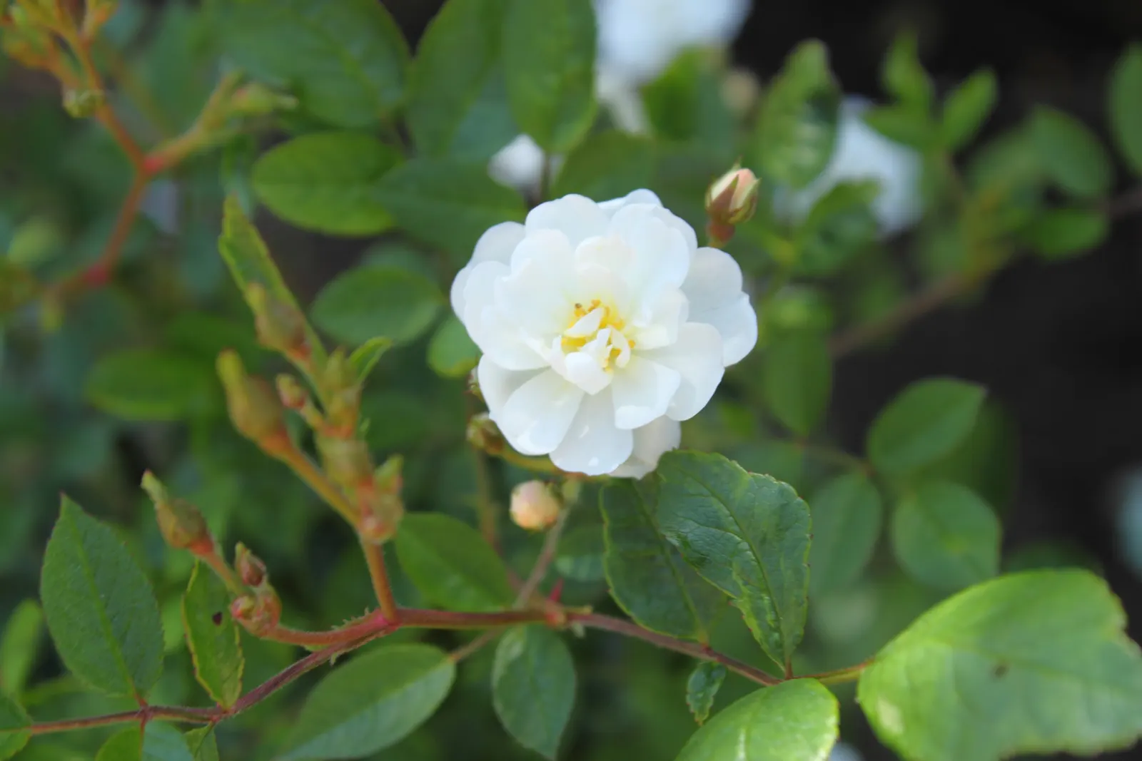 Popcorn Rose (Rosa 'Popcorn') — Rosa 'Popcorn' is a compact, disease-resistant shrub rose, ideal for small gardens